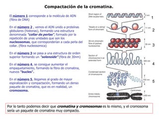 El  número 1  corresponde a la molécula de ADN (fibra de DNA) En el  número 2  , vemos el ADN unido a proteínas globulares  (histonas) , formando una estructura denominada  "collar de perlas" , formado por la repetición de unas unidades que son los  nucleosomas , que corresponderían a cada perla del collar. (fibra nucleosomica) En el  número 3  se pasa a una estructura de orden superior formando un  "solenoide”  (fibra de 30nm)  En el  número 4 , se consigue aumentar el empaquetamiento, formando la fibra de cromatina, nuevos  "bucles".   En el  número 5 , llegamos al grado de mayor espiralización y compactación, formando un denso paquete de cromatina, que es en realidad, un  cromosoma.   1 2 3 4 5 Compactación de la cromatina. Por lo tanto podemos decir que  cromatina y cromosomas  es lo mismo, y el cromosoma sería un paquete de cromatina muy compacto.  
