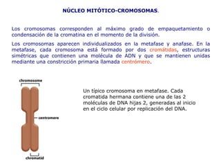 NÚCLEO MITÓTICO - CROMOSOMAS . Los cromosomas corresponden al máximo grado de empaquetamiento o condensación   de la cromatina en el momento de la división. Los cromosomas aparecen individualizados en la metafase y anafase. En la   metafase, cada cromosoma está formado por dos  cromátidas , estructuras   simétricas que contienen una molécula de ADN y que se mantienen unidas mediante   una constricción primaria llamada  centrómero . Un típico cromosoma en metafase. Cada cromatida hermana contiene una de las 2 moléculas de DNA hijas 2, generadas al inicio en el ciclo celular por replicación del DNA. 