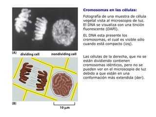 Cromosomas en las células: Fotografía de una muestra de célula vegetal vista al microscopio de luz. El DNA se visualiza con una tinción fluorescente (DAPI). EL DNA esta presente los cromosomas, el cual es visible sólo cuando está compacto (izq). Las células de la derecha, que no se están dividiendo contienen cromosomas idénticos, pero no se pueden ver en el microscopio de luz debido a que están en una conformación más extendida (der). 
