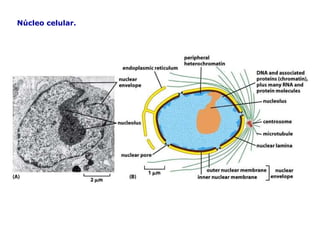 Núcleo celular. 