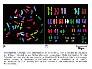 Cromosomas humanos.  Estos cromosomas, de un hombre, fueron aisladas de una célula en división (mitosis) y, por tanto, altamente compactada. Cada cromosoma ha sido "pintado" un color distinto que permita su identificación inequívoca bajo el microscopio óptico. “Pintado” de cromosomas es realizado al exponer los cromosomas de una colección de moléculas de ADN humano que se han sumado a una combinación de tinciones fluorescentes.  