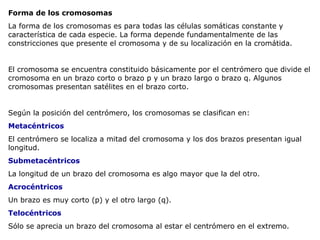 Forma de los cromosomas La forma de los cromosomas es para todas las células somáticas constante y característica de cada especie. La forma depende fundamentalmente de las constricciones que presente el cromosoma y de su localización en la cromátida. El cromosoma se encuentra constituido básicamente por el centrómero que divide el cromosoma en un brazo corto o brazo p y un brazo largo o brazo q. Algunos cromosomas presentan satélites en el brazo corto. Según la posición del centrómero, los cromosomas se clasifican en: Metacéntricos  El centrómero se localiza a mitad del cromosoma y los dos brazos presentan igual longitud.  Submetacéntricos  La longitud de un brazo del cromosoma es algo mayor que la del otro.  Acrocéntricos   Un brazo es muy corto (p) y el otro largo (q).  Telocéntricos  Sólo se aprecia un brazo del cromosoma al estar el centrómero en el extremo.  