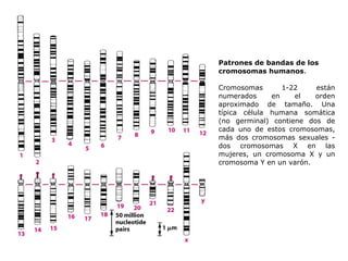 Patrones de bandas de los cromosomas humanos . Cromosomas 1-22 están numerados en el orden aproximado de tamaño. Una típica célula humana somática (no germinal) contiene dos de cada uno de estos cromosomas, más dos cromosomas sexuales - dos cromosomas X en las mujeres, un cromosoma X y un cromosoma Y en un varón. 