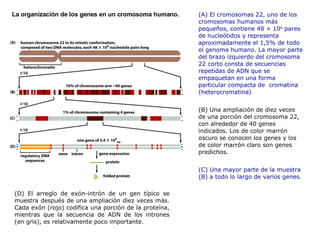 (A) El cromosomas 22, uno de los cromosomas humanos más pequeños, contiene 48 × 10 6  pares de nucleótidos y representa aproximadamente el 1,5% de todo el genoma humano. La mayor parte del brazo izquierdo del cromosoma 22 corto consta de secuencias repetidas de ADN que se empaquetan en una forma particular compacta de  cromatina (heterocromatina)  (B) Una ampliación de diez veces de una porción del cromosoma 22, con alrededor de 40 genes indicados. Los de color marrón oscuro se conocen los genes y los de color marrón claro son genes predichos.  (C) Una mayor parte de la muestra (B) a todo lo largo de varios genes.   La organización de los genes en un cromosoma humano.  (D) El arreglo de exón-intrón de un gen típico se muestra después de una ampliación diez veces más. Cada exón (rojo) codifica una porción de la proteína, mientras que la secuencia de ADN de los intrones (en gris), es relativamente poco importante. 