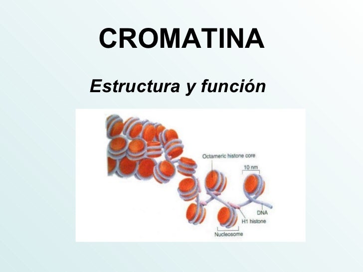 Clase 6 Cromatina Y Cromosomas