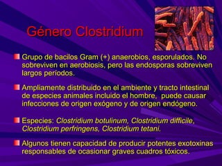 Género Clostridium
Grupo de bacilos Gram (+) anaerobios, esporulados. No
sobreviven en aerobiosis, pero las endosporas sobreviven
largos períodos.
Ampliamente distribuido en el ambiente y tracto intestinal
de especies animales incluido el hombre, puede causar
infecciones de origen exógeno y de origen endógeno.

Especies: Clostridium botulinum, Clostridium difficile,
Clostridium perfringens, Clostridium tetani.
Algunos tienen capacidad de producir potentes exotoxinas
responsables de ocasionar graves cuadros tóxicos.
 