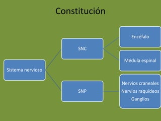 Constitución
Sistema nervioso
SNC
Encéfalo
Médula espinal
SNP
Nervios craneales
Nervios raquídeos
Ganglios
 