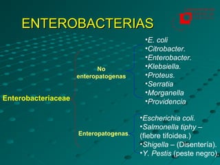 ENTEROBACTERIAS
                                         •E. coli
                                         •Citrobacter.
                                         •Enterobacter.
                            No           •Klebsiella.
                     enteropatogenas     •Proteus.
                                         •Serratia
                                         •Morganella
Enterobacteriaceae                       •Providencia

                                        •Escherichia coli.
                                        •Salmonella tiphy –
                     Enteropatogenas.   (fiebre tifoidea.)
                                        •Shigella – (Disentería).
                                        •Y. Pestis (peste negro).
 