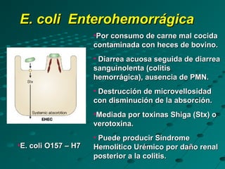 E. coli Enterohemorrágica
                     •Por consumo de carne mal cocida
                     contaminada con heces de bovino.
                     • Diarrea acuosa seguida de diarrea
                     sanguinolenta (colitis
                     hemorrágica), ausencia de PMN.
                     • Destrucción de microvellosidad
                     con disminución de la absorción.
                     •Mediada por toxinas Shiga (Stx) o
                     verotoxina.
                     • Puede producir Síndrome
•E. coli O157 – H7   Hemolítico Urémico por daño renal
                     posterior a la colitis.
 