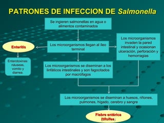 PATRONES DE INFECCION DE Salmonella
                    Se ingieren salmonellas en agua o
                         alimentos contaminados


                                                                Los microorganismos
                                                                  invaden la pared
                    Los microorganismos llegan al íleo
  Enteritis                                                    intestinal y ocasionan
                                terminal
                                                              ulceración, perforación y
                                                                    hemorragias
Enterotoxinas:
  náuseas,       Los microorganismos se diseminan a los
  vomito y        linfáticos intestinales y son fagocitados
   diarrea.
                                por macrófagos




                             Los microorganismos se diseminan a huesos, riñones,
                                      pulmones, hígado, cerebro y sangre


                                                Fiebre entérica
                                                   (tifoifea)
 