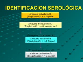 IDENTIFICACION SEROLÓGICA
            Antisuero polivalente O
         (Si aglutinación + = Shigella)


           Antisuero monovalente A1
      (Si aglutinación + = S. dysenteriae 1



         (Si negativa con antisuero A1)
             Antisuero polivalente B
         (Si aglutinación + = S. flexneri)



          (Si negativa con antisuero B)
             Antisuero polivalente D
         (Si aglutinación + = S. sonnei)
 