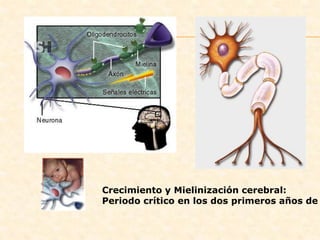 Crecimiento y Mielinización cerebral:
Periodo crítico en los dos primeros años de
 