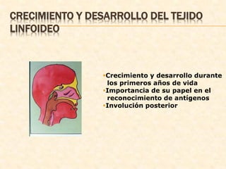 CRECIMIENTO Y DESARROLLO DEL TEJIDO
LINFOIDEO
Crecimiento y desarrollo durante
los primeros años de vida
Importancia de su papel en el
reconocimiento de antígenos
Involución posterior
 