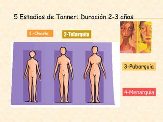 5 Estadios de Tanner: Duración 2-3 años
1-Ovario 2-Telarquia
3-Pubarquia
4-Menarquia
 