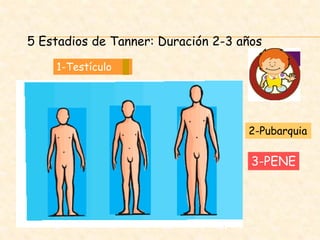 5 Estadios de Tanner: Duración 2-3 años
1-Testículo
2-Pubarquia
3-PENE
 