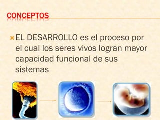 CONCEPTOS
EL DESARROLLO es el proceso por
el cual los seres vivos logran mayor
capacidad funcional de sus
sistemas
 