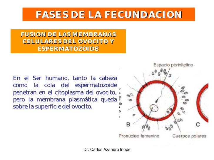 Clase 9 Fecundacion E Implantacion