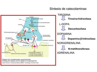 Síntesis de catecolaminas Tirosina-hidroxilasa   TIROSINA L-DOPA DOPAMINA NORADRENALINA ADRENALINA Descarbo xilasa   Dopam...