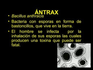 ÁNTRAX Bacillus anthracis Bacteria con esporas en forma de bastoncillos, que vive en la tierra. El hombre se infecta  por la inhalación de sus esporas las cuales producen una toxina que puede ser fatal. 