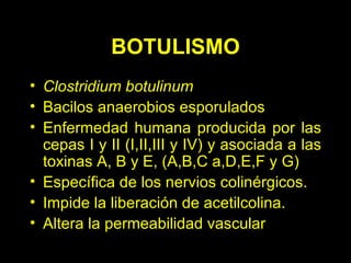 BOTULISMO Clostridium botulinum Bacilos anaerobios esporulados Enfermedad humana producida por las cepas I y II (I,II,III y IV) y asociada a las toxinas A, B y E, (A,B,C a,D,E,F y G) Específica de los nervios colinérgicos. Impide la liberación de acetilcolina. Altera la permeabilidad vascular 