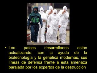 Los países desarrollados están actualizando, con la ayuda de la biotecnología y la genética modernas, sus líneas de defensa frente a esta amenaza barajada por los expertos  de la destrucción 