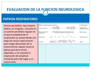 EVALUACION DE LA FUNCION NEUROLOGICA
PATRON RESPIRATORIO
Patron periodico: tipo cheyne-
Stokes, es irregular, consiste en
un patrón periódico regular en
el que la amplitud de la
inspiración va aumentando a lo
largo de varias inspiraciones
para luego descender de la
misma forma regular hasta la
apnea que dura varios
segundos, y se reanuda la
inspiración de amplitud
creciente para dar lugar a un
nuevo ciclo.
Patron periodico: tipo cheyne-
Stokes, es irregular, consiste en
un patrón periódico regular en
el que la amplitud de la
inspiración va aumentando a lo
largo de varias inspiraciones
para luego descender de la
misma forma regular hasta la
apnea que dura varios
segundos, y se reanuda la
inspiración de amplitud
creciente para dar lugar a un
nuevo ciclo.
 