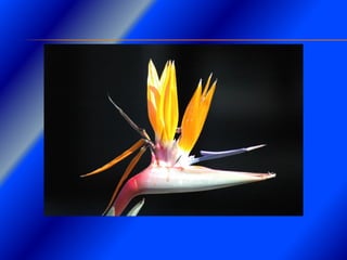 Clase Conexiones 2008 Alumn