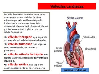 Las válvulas cardíacas son las estructuras
que separan unas cavidades de otras,
evitando que exista reflujo retrógrado.
Están situadas en torno a los orificios
atrioventriculares (o aurículo-ventriculares)
y entre los ventrículos y las arterias de
salida. Son cuatro:
•La válvula tricúspide, que separa la
aurícula derecha del ventrículo derecho.
•La válvula pulmonar, que separa el
ventrículo derecho de la arteria
pulmonar.
•La válvula mitral o bicúspide, que
separa la aurícula izquierda del ventrículo
izquierdo.
•La válvula aórtica, que separa el
ventrículo izquierdo de la arteria aorta
Válvulas cardíacas
cuerdas tendinosas
 