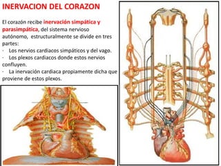 INERVACION DEL CORAZON
El corazón recibe inervación simpática y
parasimpática, del sistema nervioso
autónomo, estructuralmente se divide en tres
partes:
· Los nervios cardiacos simpáticos y del vago.
· Los plexos cardiacos donde estos nervios
confluyen.
· La inervación cardiaca propiamente dicha que
proviene de estos plexos.
 