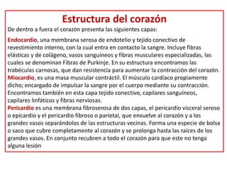 Estructura del corazón
De dentro a fuera el corazón presenta las siguientes capas:
Endocardio, una membrana serosa de endotelio y tejido conectivo de
revestimiento interno, con la cual entra en contacto la sangre. Incluye fibras
elásticas y de colágeno, vasos sanguíneos y fibras musculares especializadas, las
cuales se denominan Fibras de Purkinje. En su estructura encontramos las
trabéculas carnosas, que dan resistencia para aumentar la contracción del corazón.
Miocardio, es una masa muscular contráctil. El músculo cardíaco propiamente
dicho; encargado de impulsar la sangre por el cuerpo mediante su contracción.
Encontramos también en esta capa tejido conectivo, capilares sanguíneos,
capilares linfáticos y fibras nerviosas.
Pericardio es una membrana fibroserosa de dos capas, el pericardio visceral seroso
o epicardio y el pericardio fibroso o parietal, que envuelve al corazón y a los
grandes vasos separándolos de las estructuras vecinas. Forma una especie de bolsa
o saco que cubre completamente al corazón y se prolonga hasta las raíces de los
grandes vasos. En conjunto recubren a todo el corazón para que este no tenga
alguna lesión
 