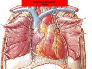 Sistema Cardiovascular
Corazón
 