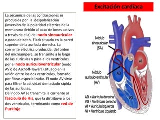 La secuencia de las contracciones es
producida por la despolarización
(inversión de la polaridad eléctrica de la
membrana debido al paso de iones activos
a través de ella) del nodo sinoauricular
o nodo de Keith- Flack situado en la pared
superior de la aurícula derecha. La
corriente eléctrica producida, del orden
del microampere, se transmite a lo largo
de las aurículas y pasa a los ventrículos
por el nodo auriculoventricular (nodo
AV o de Aschoff-Tawara) situado en la
unión entre los dos ventrículos, formado
por fibras especializadas. El nodo AV sirve
para filtrar la actividad demasiado rápida
de las aurículas.
Del nodo AV se transmite la corriente al
fascículo de His, que la distribuye a los
dos ventrículos, terminando como red de
Purkinje
Excitación cardíaca
 