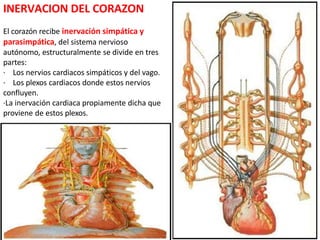 INERVACION DEL CORAZON
El corazón recibe inervación simpática y
parasimpática, del sistema nervioso
autónomo, estructuralmente se divide en tres
partes:
· Los nervios cardiacos simpáticos y del vago.
· Los plexos cardiacos donde estos nervios
confluyen.
·La inervación cardiaca propiamente dicha que
proviene de estos plexos.
 