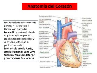 Está recubierto externamente
por dos hojas de tejido
fibroseroso, llamadas
Pericardio y sostenido desde
su parte superior por los
grandes troncos arteriales y
venosos que forman su
pedículo vascular
Estos son: la arteria Aorta,
arteria Pulmonar, Vena Cava
Superior, Vena Cava Inferior
y cuatro Venas Pulmonares
Anatomía del Corazón
 