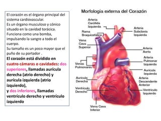 El corazón es el órgano principal del
sistema cardiovascular.
Es un órgano musculoso y cónico
situado en la cavidad torácica.
Funciona como una bomba,
impulsando la sangre a todo el
cuerpo.
Su tamaño es un poco mayor que el
puño de su portador .
El corazón está dividido en
cuatro cámaras o cavidades: dos
superiores, llamadas aurícula
derecha (atrio derecho) y
aurícula izquierda (atrio
izquierdo),
y dos inferiores, llamadas
ventrículo derecho y ventrículo
izquierdo
 