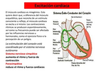 El músculo cardíaco es miogénico. Esto
quiere decir que, a diferencia del músculo
esquelético, que necesita de un estímulo
consciente o reflejo, el músculo cardíaco
se excita a sí mismo. Las contracciones
rítmicas se producen espontáneamente,
así como su frecuencia puede ser afectada
por las influencias nerviosas u
hormonales, como el ejercicio físico o la
percepción de un peligro.
La estimulación del corazón está
coordinada por el sistema nervioso
autónomo
Sistema nervioso simpático
aumenta el ritmo y fuerza de
contracción
Parasimpático
reduce el ritmo y fuerza cardíacos
Excitación cardíaca
 