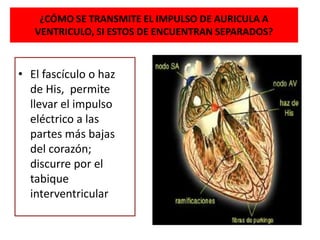 ¿CÓMO SE TRANSMITE EL IMPULSO DE AURICULA A
VENTRICULO, SI ESTOS DE ENCUENTRAN SEPARADOS?
• El fascículo o haz
de His, permite
llevar el impulso
eléctrico a las
partes más bajas
del corazón;
discurre por el
tabique
interventricular
 