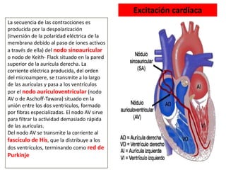 La secuencia de las contracciones es
producida por la despolarización
(inversión de la polaridad eléctrica de la
membrana debido al paso de iones activos
a través de ella) del nodo sinoauricular
o nodo de Keith- Flack situado en la pared
superior de la aurícula derecha. La
corriente eléctrica producida, del orden
del microampere, se transmite a lo largo
de las aurículas y pasa a los ventrículos
por el nodo auriculoventricular (nodo
AV o de Aschoff-Tawara) situado en la
unión entre los dos ventrículos, formado
por fibras especializadas. El nodo AV sirve
para filtrar la actividad demasiado rápida
de las aurículas.
Del nodo AV se transmite la corriente al
fascículo de His, que la distribuye a los
dos ventrículos, terminando como red de
Purkinje
Excitación cardíaca
 
