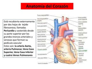 Está recubierto externamente
por dos hojas de tejido
fibroseroso, llamadas
Pericardio y sostenido desde
su parte superior por los
grandes troncos arteriales y
venosos que forman su
pedículo vascular
Estos son: la arteria Aorta,
arteria Pulmonar, Vena Cava
Superior, Vena Cava Inferior
y cuatro Venas Pulmonares
Anatomía del Corazón
 