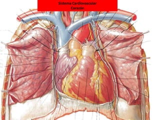 Sistema Cardiovascular
Corazón
 