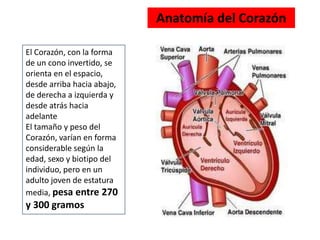 El Corazón, con la forma
de un cono invertido, se
orienta en el espacio,
desde arriba hacia abajo,
de derecha a izquierda y
desde atrás hacia
adelante
El tamaño y peso del
Corazón, varían en forma
considerable según la
edad, sexo y biotipo del
individuo, pero en un
adulto joven de estatura
media, pesa entre 270
y 300 gramos
Anatomía del Corazón
 