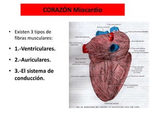 CORAZÓN Miocardio
• Existen 3 tipos de
fibras musculares:
• 1.-Ventriculares.
• 2.-Auriculares.
• 3.-El sistema de
conducción.
 