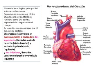 El corazón es el órgano principal del
sistema cardiovascular.
Es un órgano musculoso y cónico
situado en la cavidad torácica.
Funciona como una bomba,
impulsando la sangre a todo el
cuerpo.
Su tamaño es un poco mayor que el
puño de su portador .
El corazón está dividido en
cuatro cámaras o cavidades: dos
superiores, llamadas aurícula
derecha (atrio derecho) y
aurícula izquierda (atrio
izquierdo),
y dos inferiores, llamadas
ventrículo derecho y ventrículo
izquierdo
 