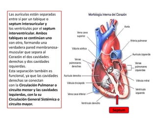 Las aurículas están separadas
entre sí por un tabique o
septum interauricular y
los ventrículos por el septum
interventricular. Ambos
tabiques se continúan uno
con otro, formando una
verdadera pared membranosa-
muscular que separa al
Corazón el dos cavidades
derechas y dos cavidades
izquierdas.
Esta separación también es
funcional, ya que las cavidades
derechas se conectan
con la Circulación Pulmonar o
circuito menor y las cavidades
izquierdas, con la su
Circulación General Sistémica o
circuito mayor.
Septum
 