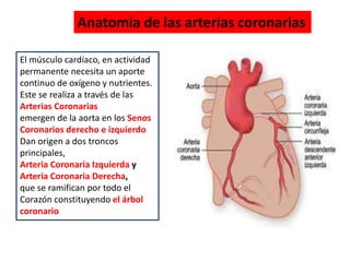 Anatomía de las arterias coronarias
El músculo cardíaco, en actividad
permanente necesita un aporte
continuo de oxígeno y nutrientes.
Este se realiza a través de las
Arterias Coronarias
emergen de la aorta en los Senos
Coronarios derecho e izquierdo
Dan origen a dos troncos
principales,
Arteria Coronaria Izquierda y
Arteria Coronaria Derecha,
que se ramifican por todo el
Corazón constituyendo el árbol
coronario
 
