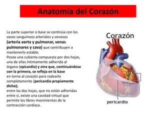 Anatomía del Corazón
La parte superior o base se continúa con los
vasos sanguíneos arteriales y venosos
(arteria aorta y pulmonar, venas
pulmonares y cava) que contribuyen a
mantenerlo estable.
Posee una cubierta compuesta por dos hojas,
una de ellas íntimamente adherida al
órgano (epicardio) y otra que, continuándose
con la primera, se refleja en la base
en torno al corazón para rodearlo
completamente (pericardio propiamente
dicho);
entre las dos hojas, que no están adheridas
entre sí, existe una cavidad virtual que
permite los libres movimientos de la
contracción cardíaca.
 