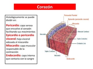 Histológicamente se puede
dividir en:
Pericardio: capa serosa
que envuelve al corazón
facilitando sus movimientos
Epicardio o pericardio
visceral: hoja visceral
adosada al miocardio
Miocardio: capa muscular
responsable de la
contracción
Endocardio: capa interna
que contacta con la sangre
Corazón
 