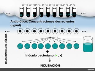      
Antibiótico. Concentraciones decrecientes
(g/ml)
     
INCUBACIÓN
32 16 8 4 2 1 0,5 0,25 0,12
Inóculo bacteriano ( , )
+
DILUCIÓN
MEDIO
SÓLIDO.
32 16 8 2 1 0,5 0,25 0,12
4
 