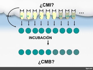   
  
INCUBACIÓN
¿CMB?
32 16 8 4 2 1 0,5 0,25 0,12
¿CMI?
 