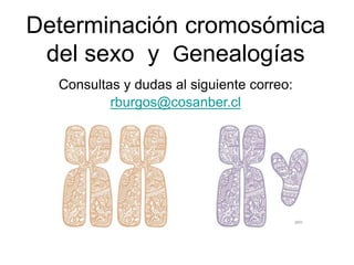 Determinación cromosómica
del sexo y Genealogías
Consultas y dudas al siguiente correo:
rburgos@cosanber.cl
 